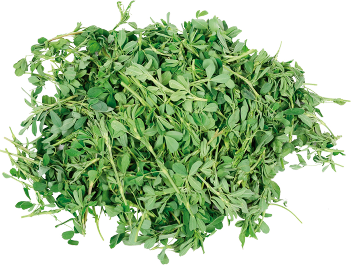 CURIOSIDADES: La alfalfa y sus propiedades medicinales