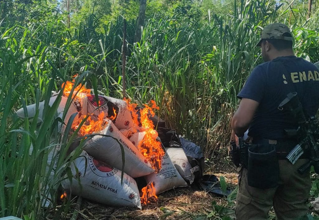 Eliminan 27 toneladas de marihuana en Canindeyú